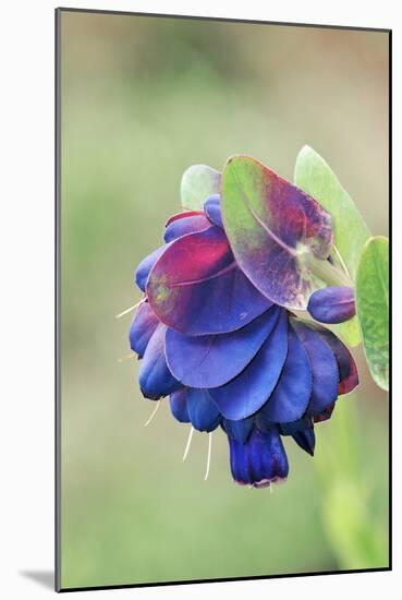 Honeywort (Cerinthe Major 'Purpurascens')-Colin Varndell-Mounted Photographic Print
