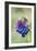 Honeywort (Cerinthe Major 'Purpurascens')-Colin Varndell-Framed Photographic Print