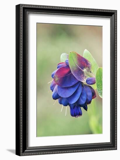 Honeywort (Cerinthe Major 'Purpurascens')-Colin Varndell-Framed Photographic Print