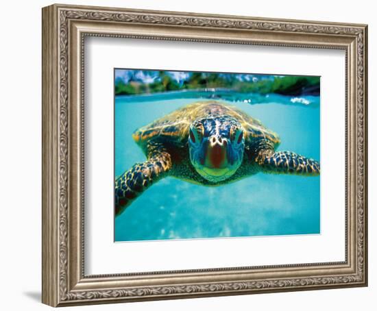 Honu, Hawaiian Sea Turtle-Kirk Lee Aeder-Framed Art Print