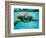 Honu, Hawaiian Sea Turtle-Kirk Lee Aeder-Framed Art Print