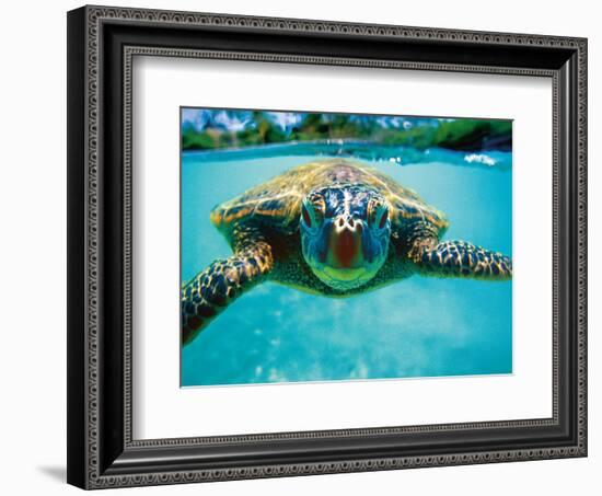 Honu, Hawaiian Sea Turtle-Kirk Lee Aeder-Framed Art Print