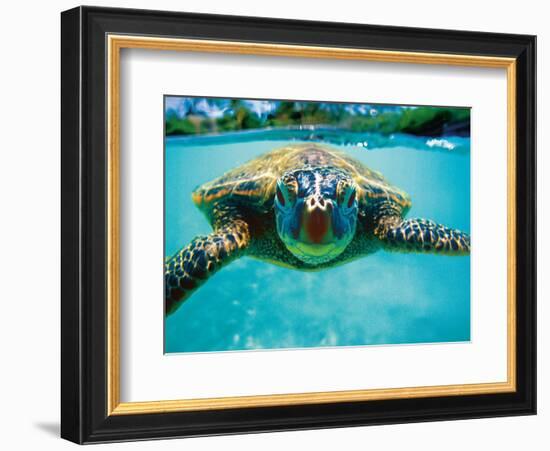 Honu, Hawaiian Sea Turtle-Kirk Lee Aeder-Framed Art Print