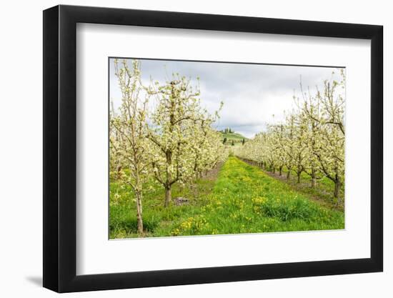 Hood River, Oregon, USA. Apple orchard in blossom in the Fruit Loop area-Janet Horton-Framed Photographic Print
