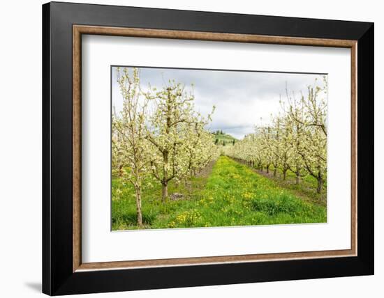 Hood River, Oregon, USA. Apple orchard in blossom in the Fruit Loop area-Janet Horton-Framed Photographic Print