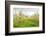 Hood River, Oregon, USA. Apple orchard in blossom in the Fruit Loop area-Janet Horton-Framed Photographic Print