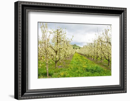 Hood River, Oregon, USA. Apple orchard in blossom in the Fruit Loop area-Janet Horton-Framed Photographic Print