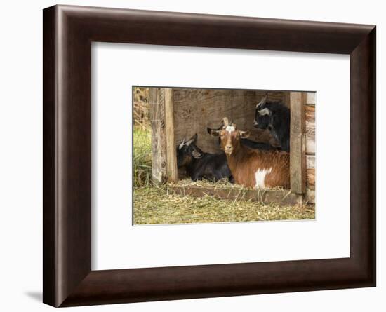 Hood River, Oregon, USA. Goats in their shelter during a rain.-Janet Horton-Framed Photographic Print