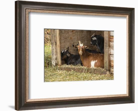 Hood River, Oregon, USA. Goats in their shelter during a rain.-Janet Horton-Framed Photographic Print
