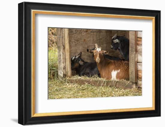 Hood River, Oregon, USA. Goats in their shelter during a rain.-Janet Horton-Framed Photographic Print