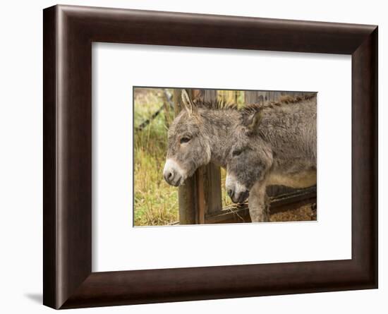 Hood River, Oregon, USA. Two donkeys taking shelter during a rain.-Janet Horton-Framed Photographic Print