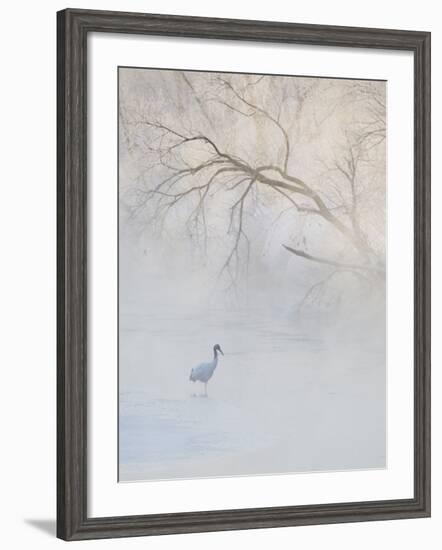 Hooded Crane Walks Through a Cold River under Hoarfrost-Covered Trees, Tsurui, Hokkaido, Japan-Josh Anon-Framed Photographic Print