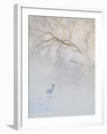 Hooded Crane Walks Through a Cold River under Hoarfrost-Covered Trees, Tsurui, Hokkaido, Japan-Josh Anon-Framed Photographic Print