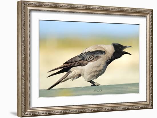 Hooded Crow Calling-null-Framed Photographic Print