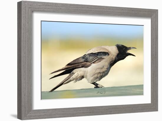 Hooded Crow Calling-null-Framed Photographic Print