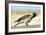 Hooded Crow Calling-null-Framed Photographic Print