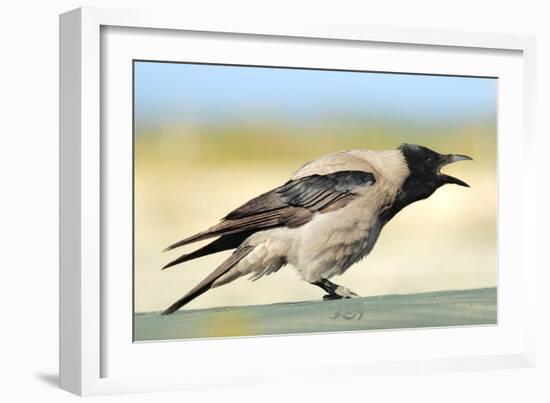 Hooded Crow Calling-null-Framed Photographic Print