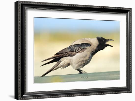 Hooded Crow Calling-null-Framed Photographic Print