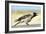 Hooded Crow Calling-null-Framed Photographic Print