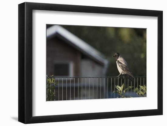 Hooded Crow (Corvus Cornix) Perched on a Garden Fence, Berlin, Germany, June-Florian Mã¶Llers-Framed Photographic Print