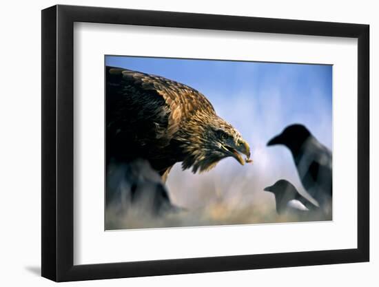 Hooded Crow (Corvus Coronix) And Eurasian Magpie (Pica Pica) Waiting To Scavenge-Bence Mate-Framed Photographic Print