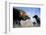 Hooded Crow (Corvus Coronix) And Eurasian Magpie (Pica Pica) Waiting To Scavenge-Bence Mate-Framed Photographic Print