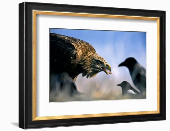 Hooded Crow (Corvus Coronix) And Eurasian Magpie (Pica Pica) Waiting To Scavenge-Bence Mate-Framed Photographic Print