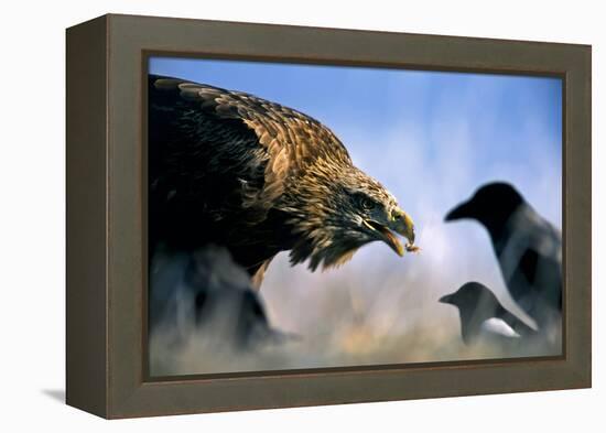 Hooded Crow (Corvus Coronix) And Eurasian Magpie (Pica Pica) Waiting To Scavenge-Bence Mate-Framed Premier Image Canvas