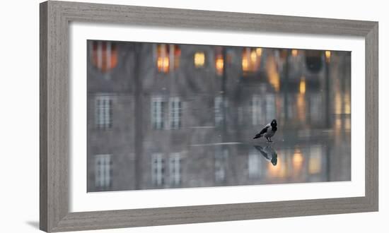 Hooded crow standing on water-covered ice, Helsinki, Finland-Markus Varesvuo-Framed Photographic Print