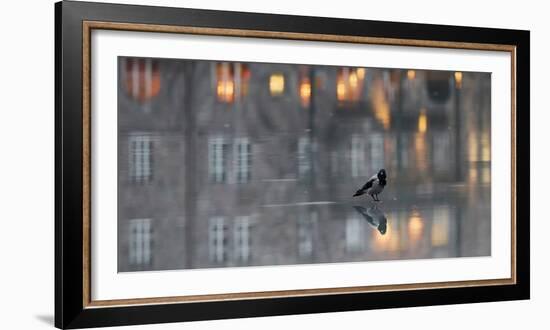 Hooded crow standing on water-covered ice, Helsinki, Finland-Markus Varesvuo-Framed Photographic Print