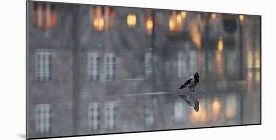 Hooded crow standing on water-covered ice, Helsinki, Finland-Markus Varesvuo-Mounted Photographic Print