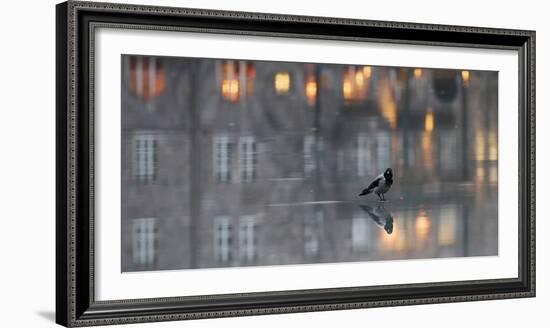 Hooded crow standing on water-covered ice, Helsinki, Finland-Markus Varesvuo-Framed Photographic Print