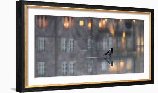 Hooded crow standing on water-covered ice, Helsinki, Finland-Markus Varesvuo-Framed Photographic Print