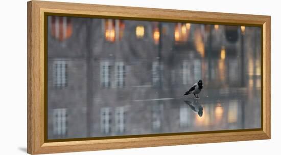 Hooded crow standing on water-covered ice, Helsinki, Finland-Markus Varesvuo-Framed Premier Image Canvas