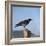 Hooded Crow-CM Dixon-Framed Photographic Print