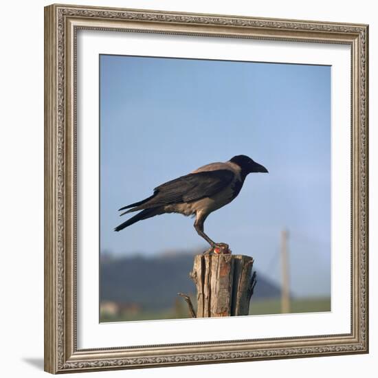 Hooded Crow-CM Dixon-Framed Photographic Print