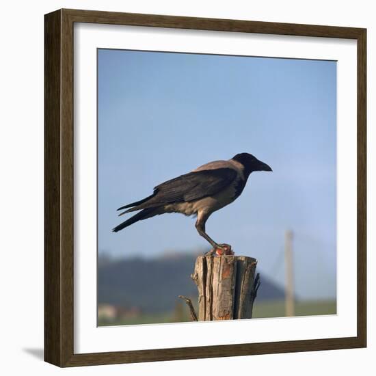 Hooded Crow-CM Dixon-Framed Photographic Print