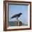 Hooded Crow-CM Dixon-Framed Photographic Print