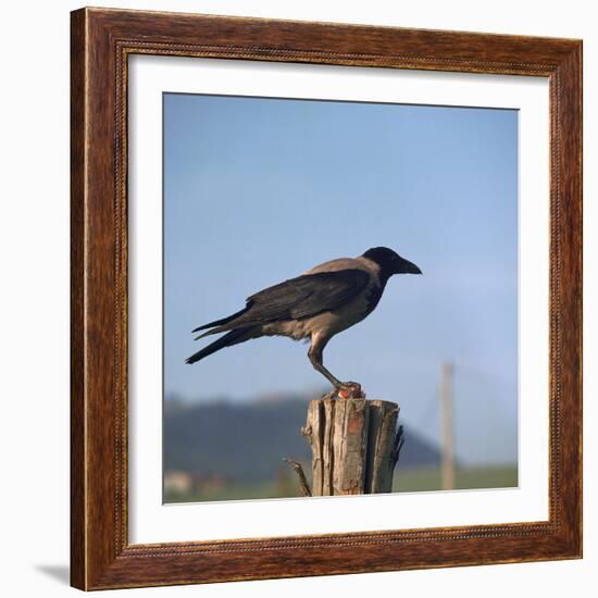 Hooded Crow-CM Dixon-Framed Photographic Print