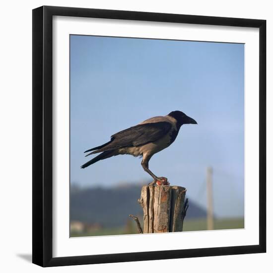 Hooded Crow-CM Dixon-Framed Photographic Print