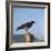 Hooded Crow-CM Dixon-Framed Photographic Print