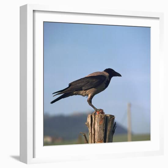 Hooded Crow-CM Dixon-Framed Photographic Print