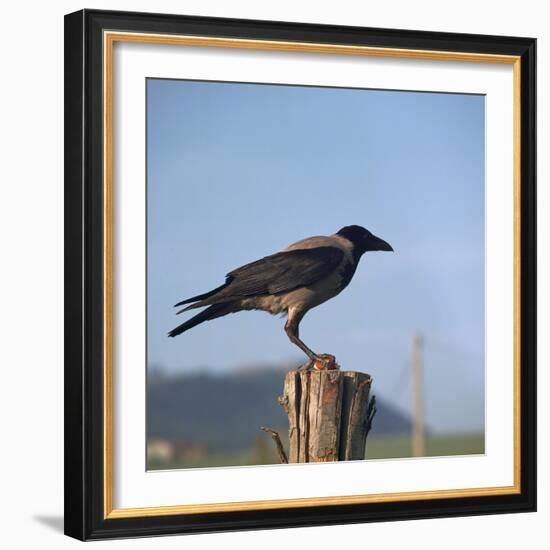 Hooded Crow-CM Dixon-Framed Photographic Print