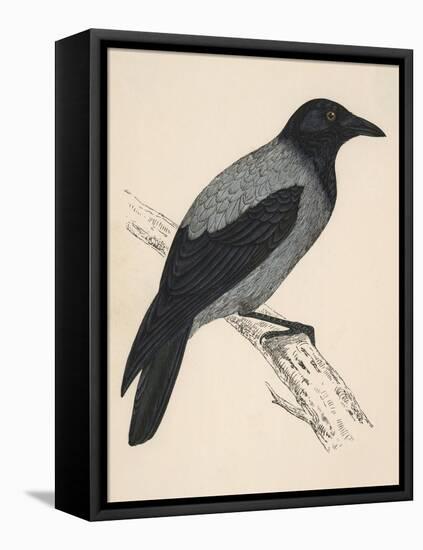 Hooded Crow-null-Framed Stretched Canvas