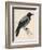 Hooded Crow-null-Framed Premium Giclee Print