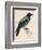 Hooded Crow-null-Framed Premium Giclee Print