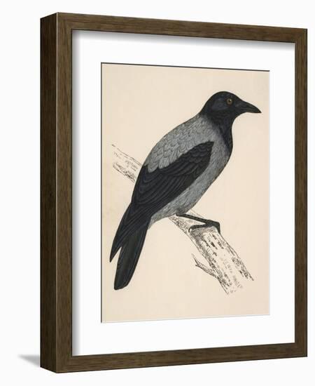 Hooded Crow-null-Framed Premium Giclee Print