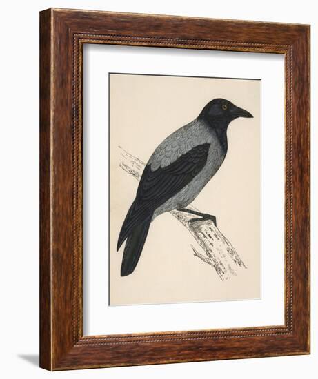 Hooded Crow-null-Framed Premium Giclee Print