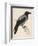 Hooded Crow-null-Framed Premium Giclee Print