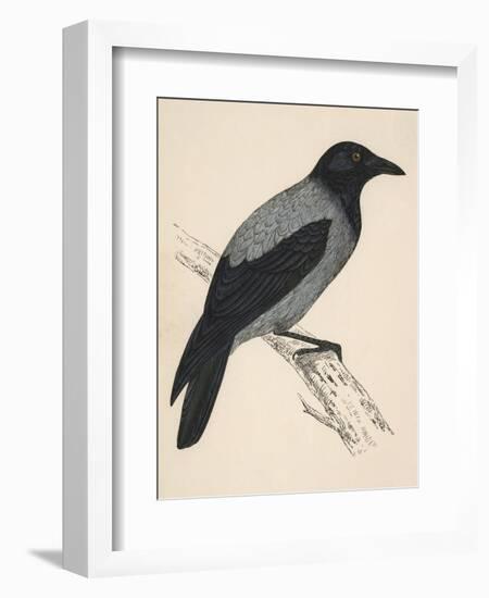 Hooded Crow-null-Framed Premium Giclee Print